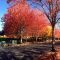 Bothell 8