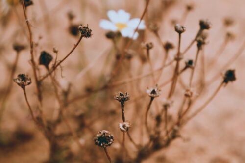 4 Types of Cognitive Distortions and How to Find Support