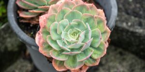 Avoiding Toxic Positivity in Grief