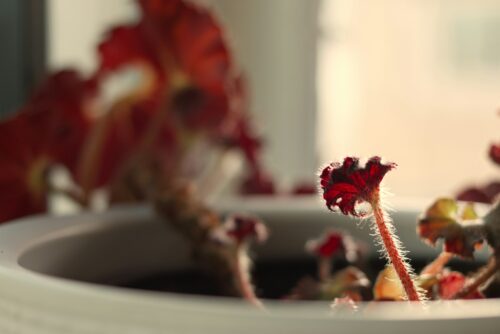 Christian Family Counseling During a Crisis 1