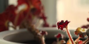 Christian Family Counseling During a Crisis 2