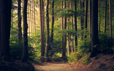 header-image